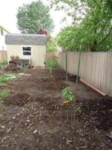 Sustainable Craig Dwarf Cherry Trees 1