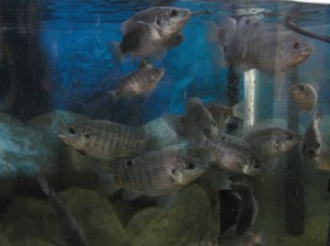 blue tilapia group
