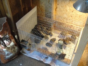 quail new cage