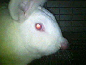 rabbit infected nose side view