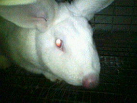 rabbit infected nose