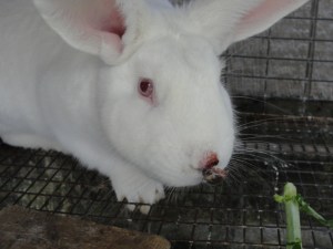 Rabbit_nose_scab