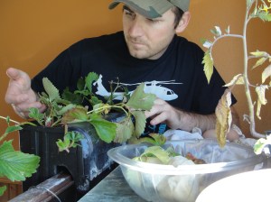 aquaponics aquarium filter life hack