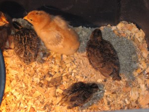 Baby chicks and quail