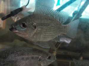 Blue Tilapia