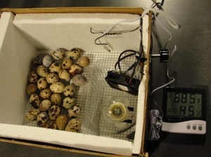 Inside the Quail Egg Incubator