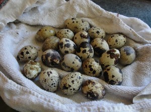 Quail Eggs