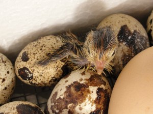 quail hatching 2