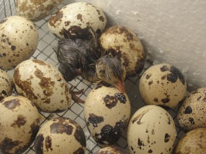 quail just hatched