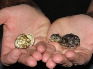quail with its egg