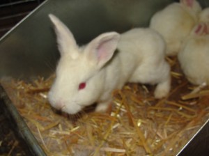 baby rabbit update 3