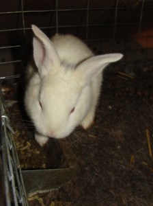 baby rabbit update 5