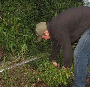 cutting down bamboo for rabbit feed