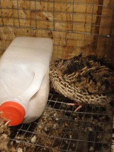 Quail eating from feeder