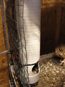 Quail Feeder 2