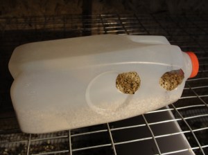 quail feeder milk jug prototype