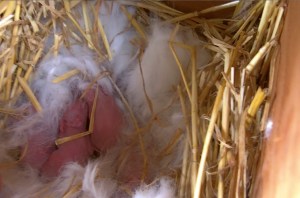 baby rabbits in nest