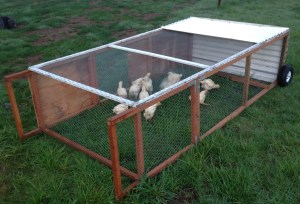 pastured poultry tractor 1