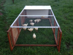 pastured poultry tractor 2