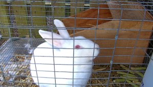 pregnant rabbit with nesting box