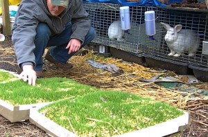 wheat fodder experiment 2