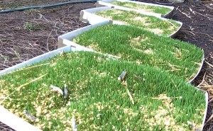 wheat fodder experiment