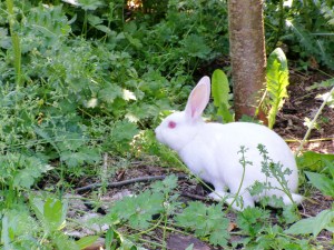 Releasing rabbits into my yard