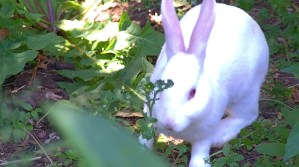 rabbit in new area