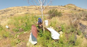 Greening our desert landscape using Geoff Lawton's design.