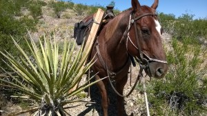 Yucca plant and my horse Romy