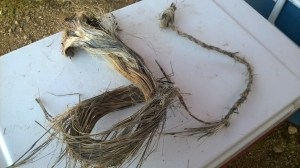 Yucca fibers and cordage