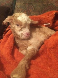 Baby Kiko Goat 2