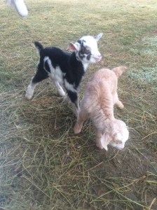 Baby Kiko Goats