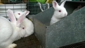 Baby New Zealand White Rabbits 1