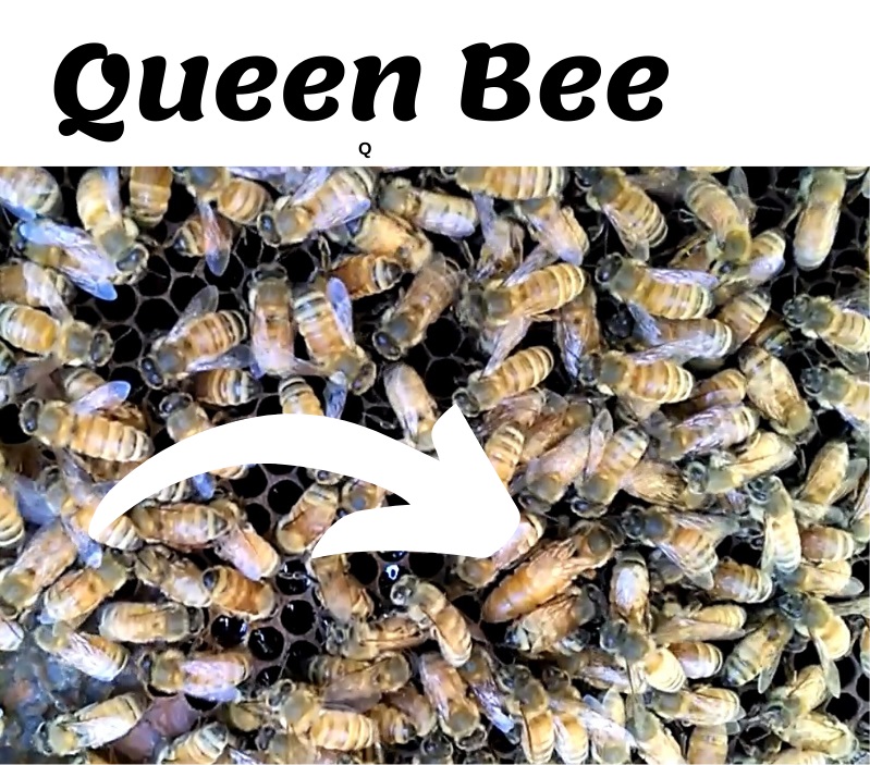 Queen Bee highlighted